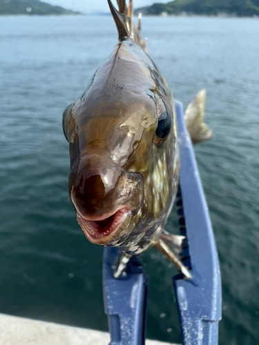 アイゴの釣果