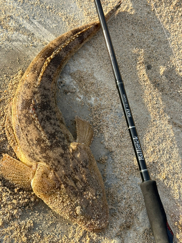 マゴチの釣果