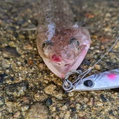 エソの釣果