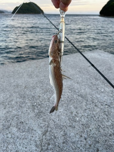 エソの釣果