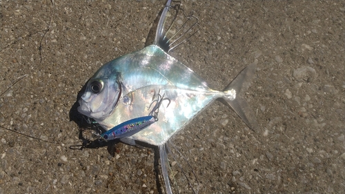 イトヒキアジの釣果