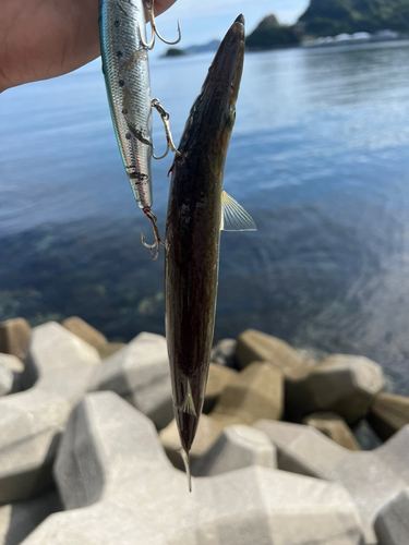 カマスの釣果