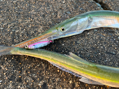 ダツの釣果