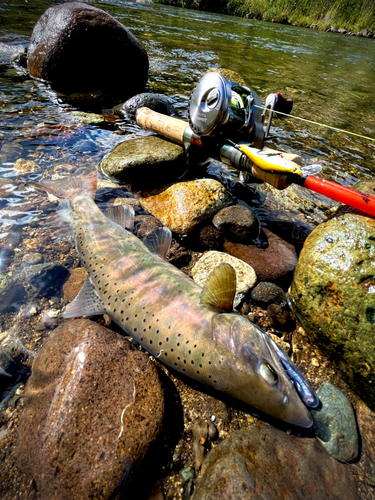 ヤマメの釣果