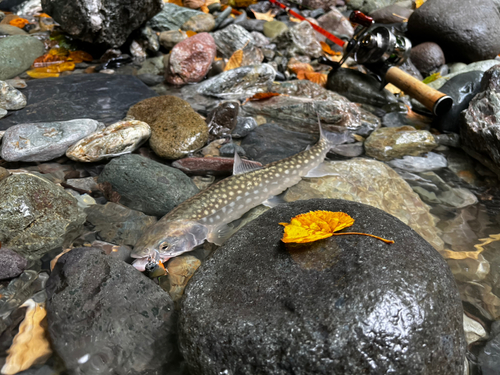 アメマスの釣果