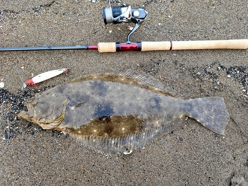 ヒラメの釣果