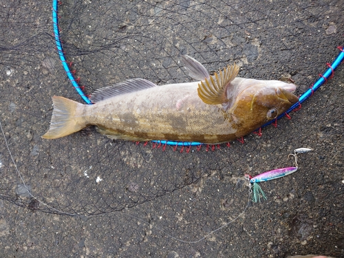 アブラコの釣果