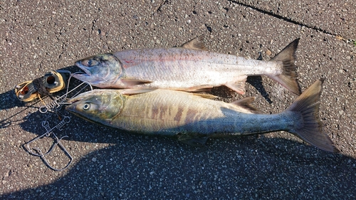 サケの釣果