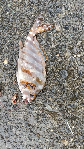 タカノハダイの釣果