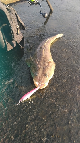 マゴチの釣果