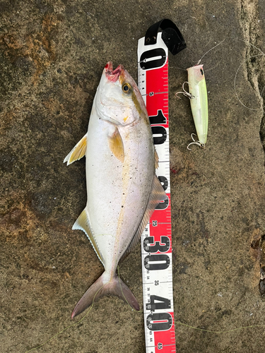 ショゴの釣果