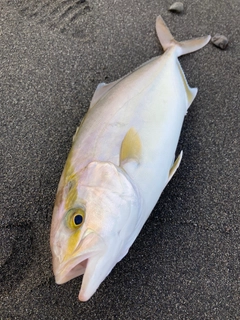 カンパチの釣果