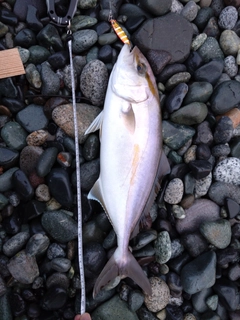 ショゴの釣果