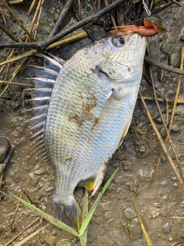 キビレの釣果