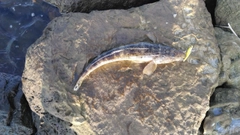 コチの釣果