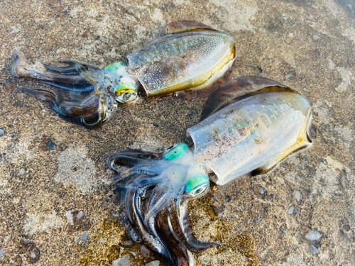 アオリイカの釣果