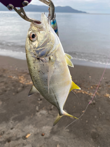 メッキの釣果