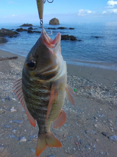 クチナジの釣果