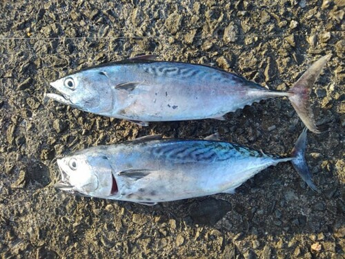 マルソウダの釣果