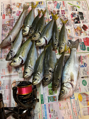 アジの釣果