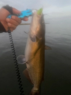 アメリカナマズの釣果