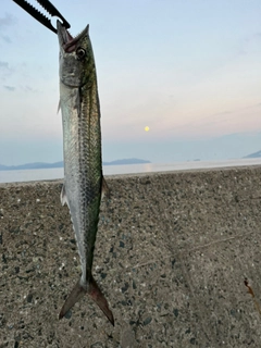 サゴシの釣果