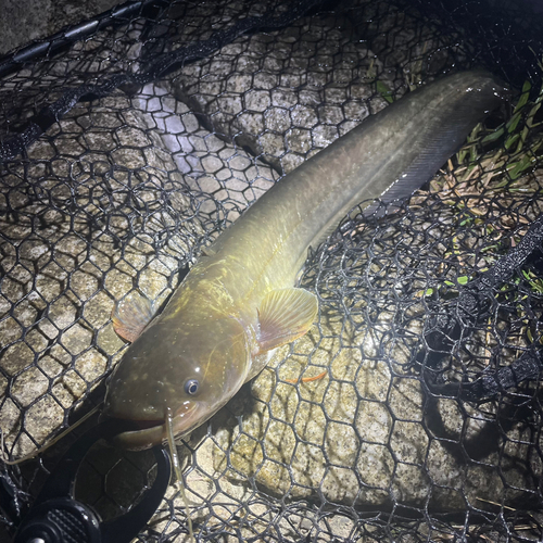 ナマズの釣果