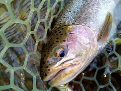 ニジマスの釣果