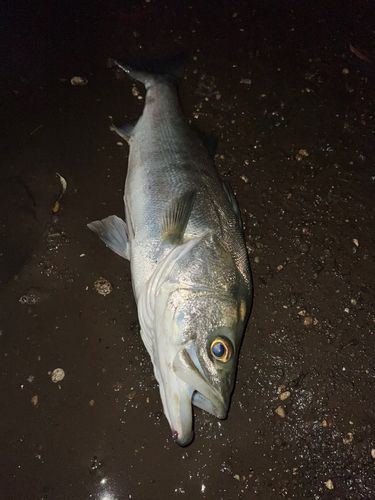 マルスズキの釣果