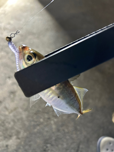 マアジの釣果