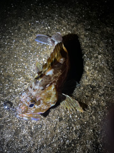 カサゴの釣果