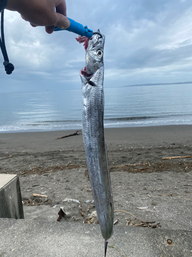 タチウオの釣果