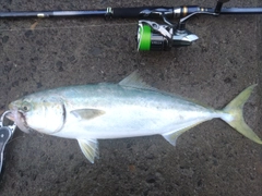 イナダの釣果