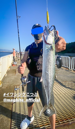 サゴシの釣果