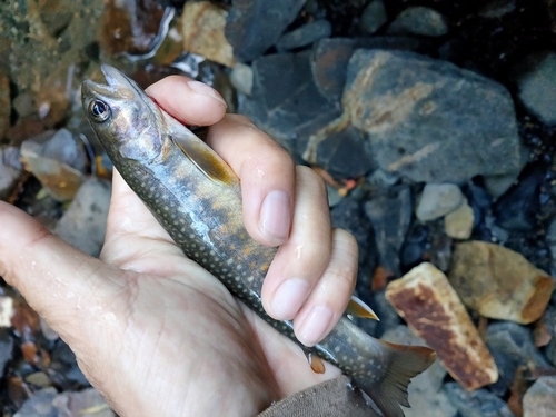 イワナの釣果