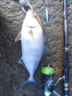 ショゴの釣果