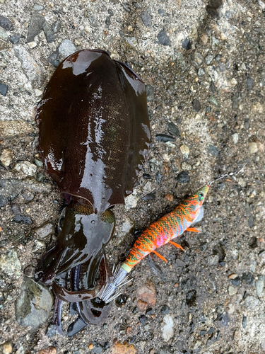 アオリイカの釣果