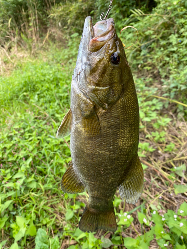 スモールマウスバスの釣果