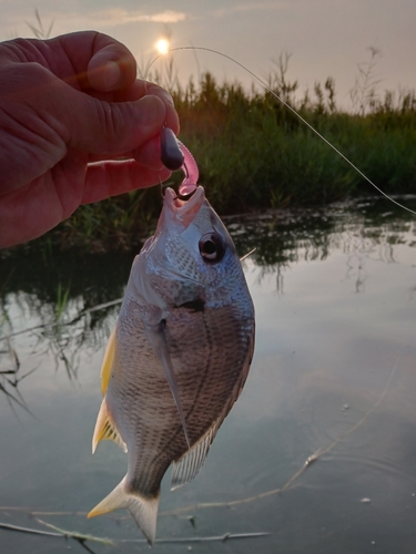 キビレの釣果