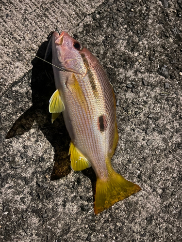 ヨコスジフエダイの釣果