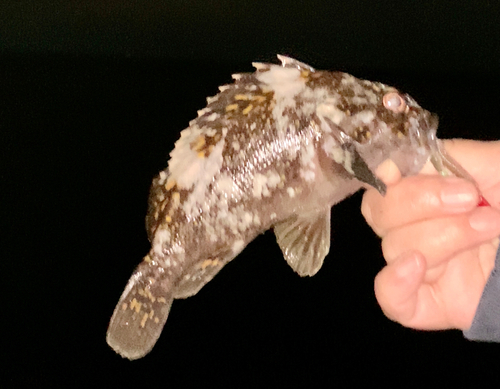 オウゴンムラソイの釣果