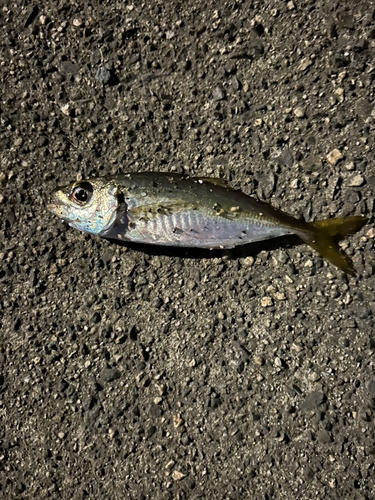 マアジの釣果