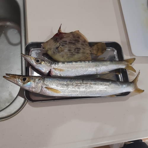 カマスの釣果