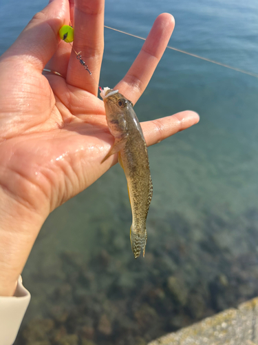 マハゼの釣果