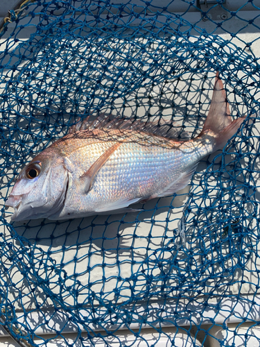 タイの釣果