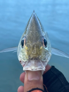 ホシミゾイサキの釣果