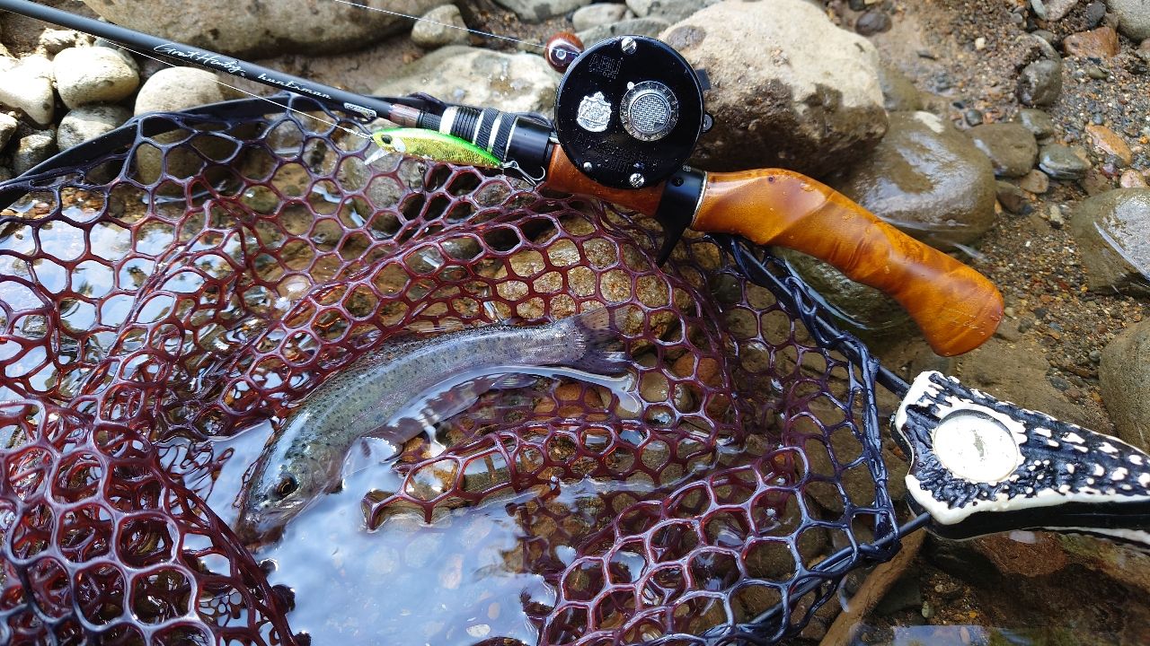 レインボートラウト