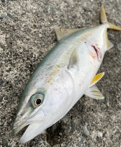 ワカシの釣果