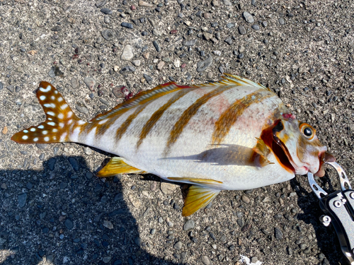 タカノハダイの釣果