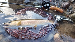 イワナの釣果